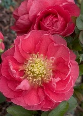 Double Take™ Pink Storm Flowering Quince, Japanese Quince, Chaenomeles speciosa 'Pink Storm'